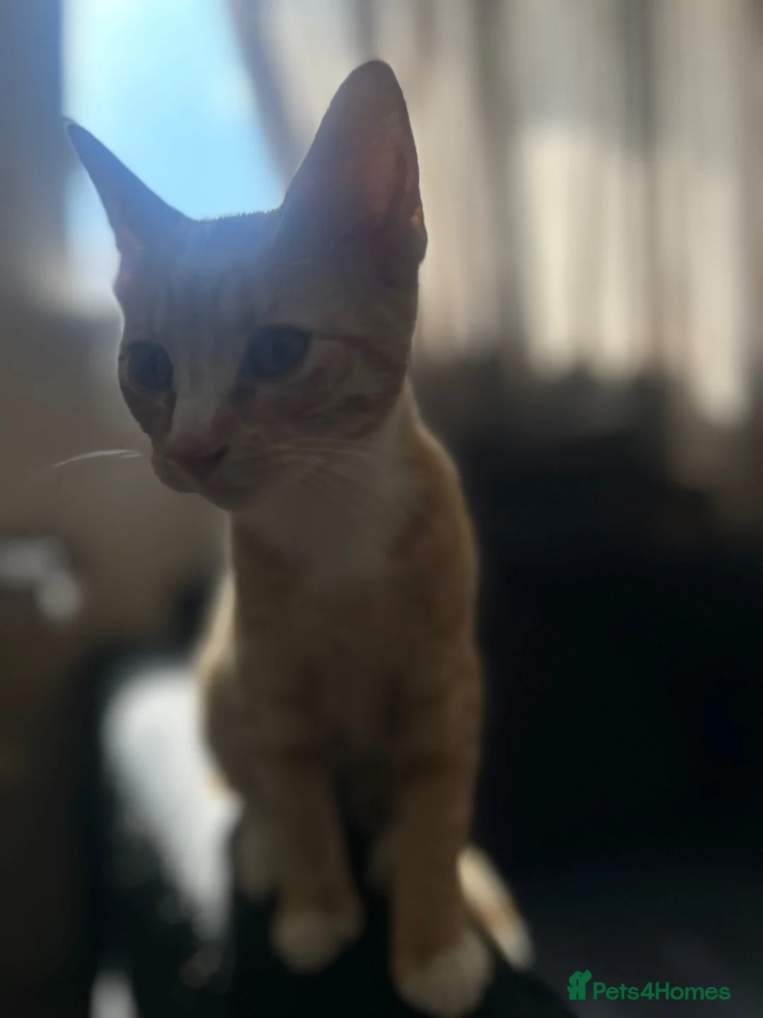 Mixed Breed cats for sale: 4 month ginger kitten - Advert 2