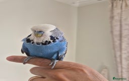 Budgerigars birds for sale: Tamed Cobalt exhibition cock - Image 7