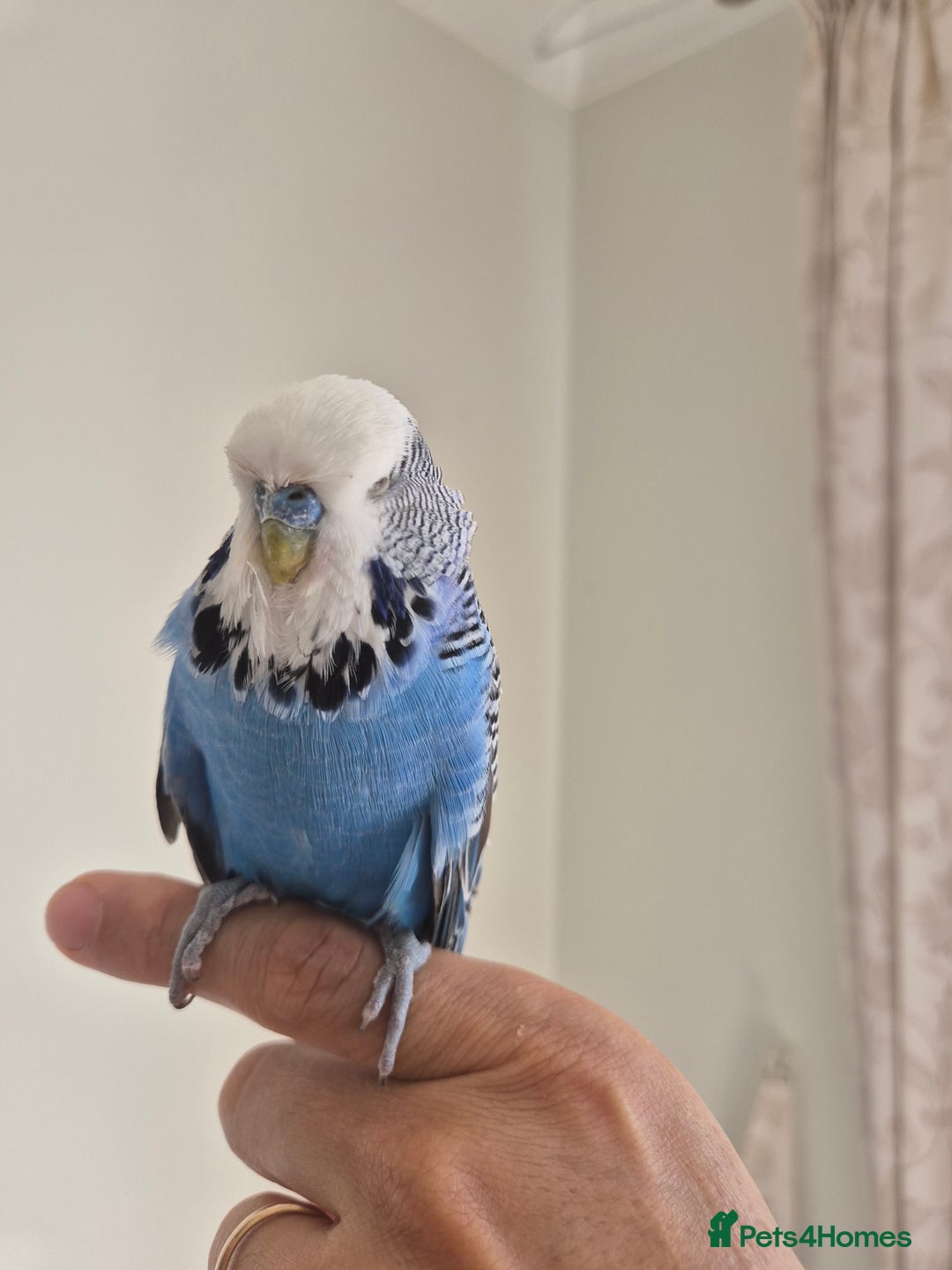 Budgerigars birds for sale: Tamed Cobalt exhibition cock - Image 7