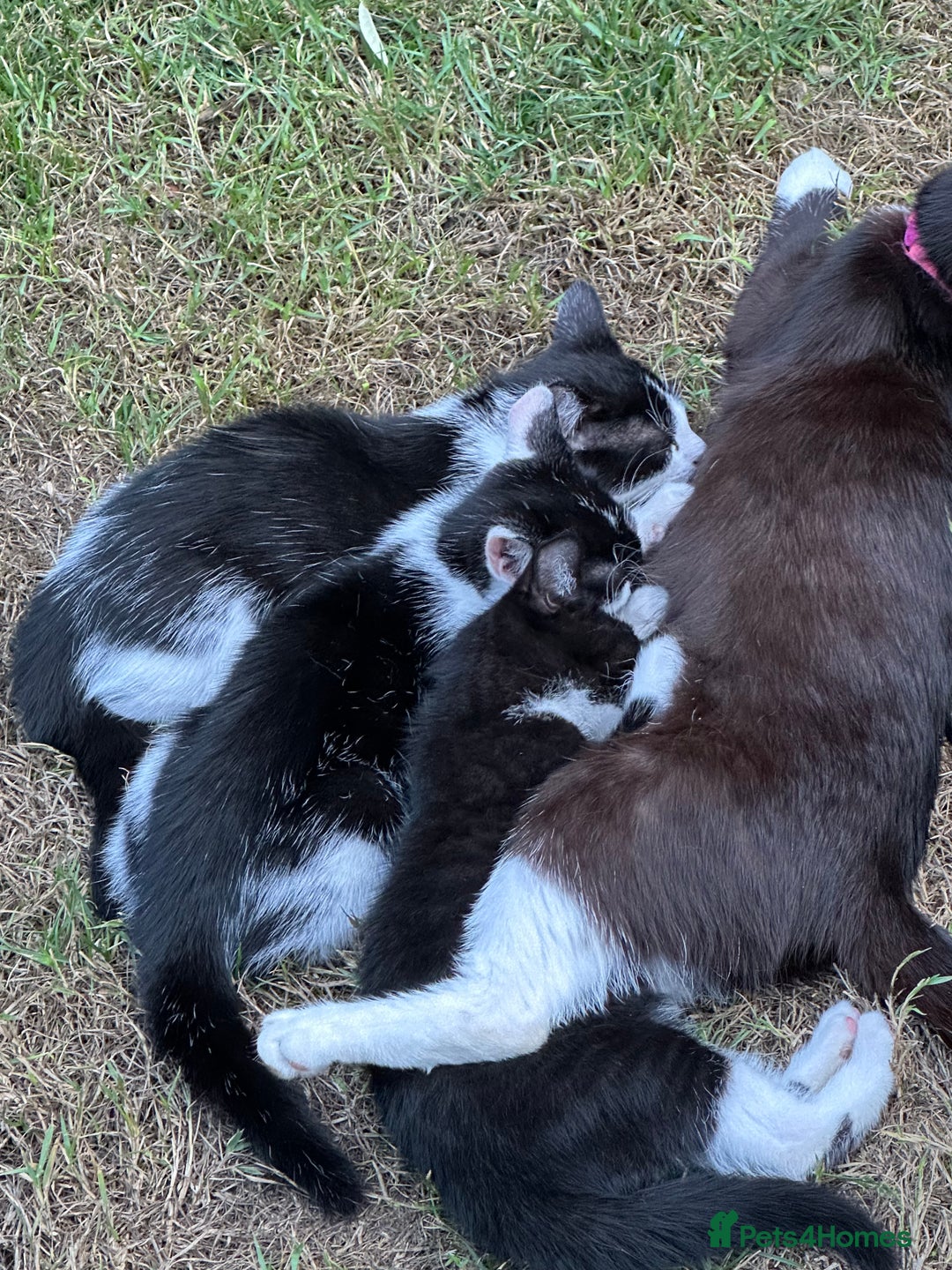 Mixed Breed cats for sale: Three kittens  - Image 20