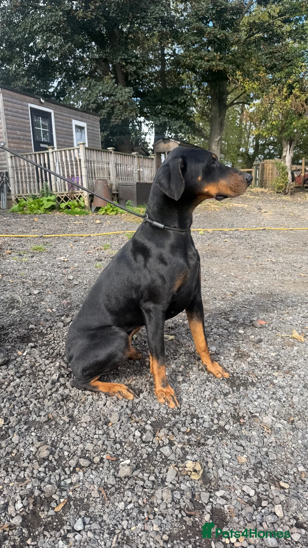 Dobermann dogs for sale: 10 month old Dobermann bitch  - Advert 1