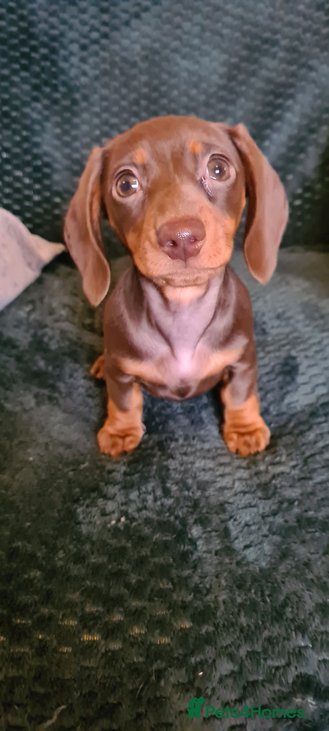 Miniature Dachshund dogs for sale: Last female kc reg choc and tan smooth haired - Advert 5