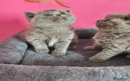 British Shorthair cats for sale: Stunning Teddy bear BSH kittens  GCCF  - Image 12