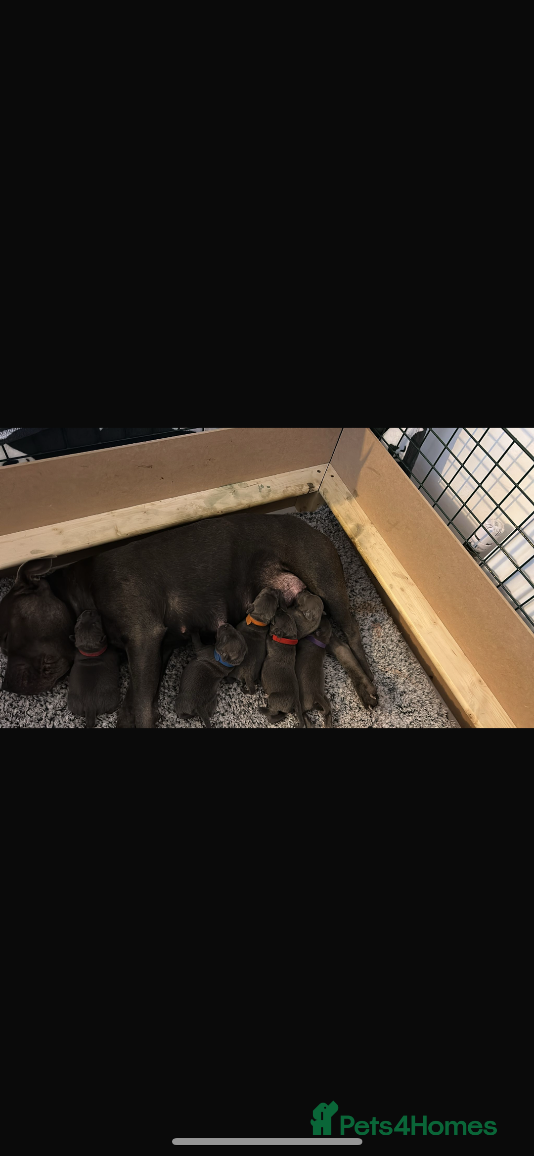 Staffordshire Bull Terrier dogs for sale: KC Registered Champion Blue Staffs for sale - Advert 2