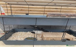 Guinea Pig rodents for sale: For Sale 2 Guinea Pigs With Cage and Accessories  - Image 8