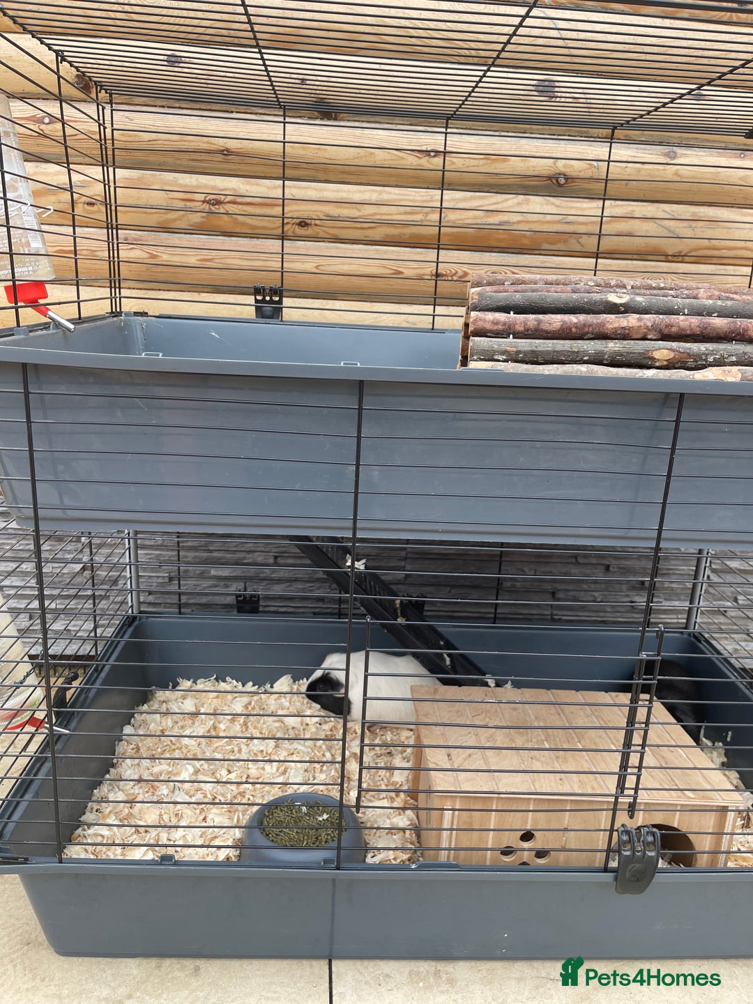 Guinea Pig rodents for sale: For Sale 2 Guinea Pigs With Cage and Accessories  - Image 8