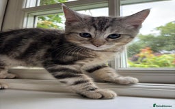Mixed Breed cats for sale: 12 kittens 3 litters ready to reserve in St Albans - Image 9