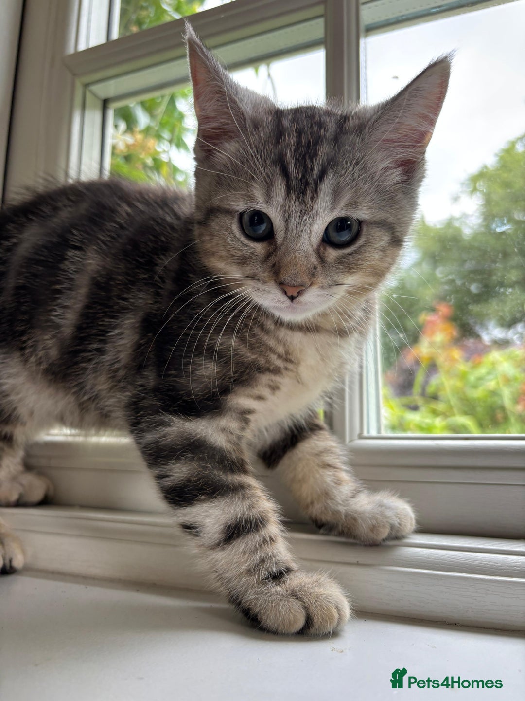 Mixed Breed cats for sale: 12 kittens 3 litters ready to reserve in St Albans - Image 9