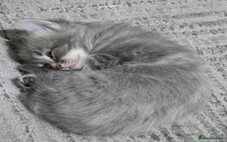British Longhair cats for sale: Beautiful female kitten  - Image 6