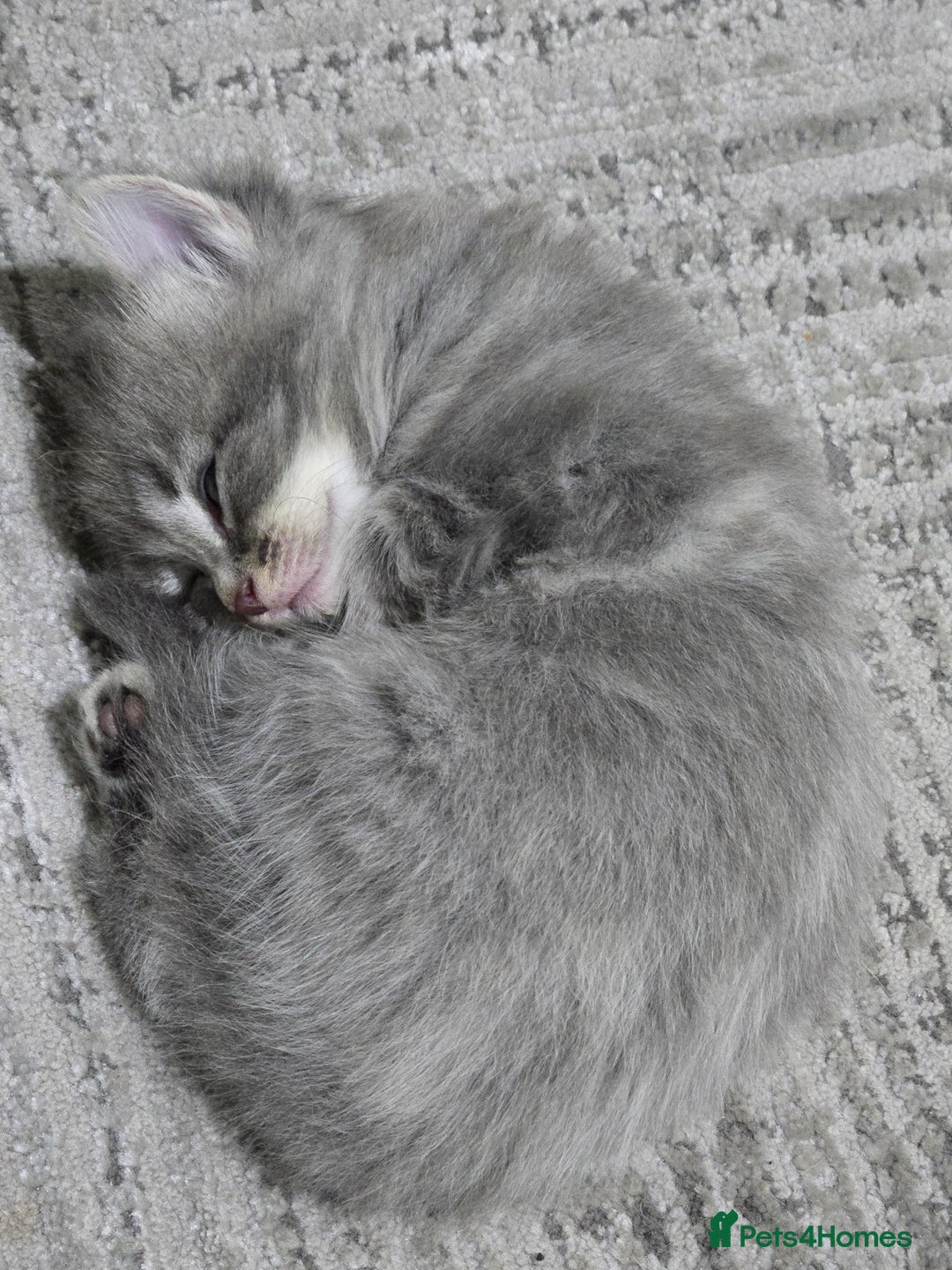 British Longhair cats for sale: Beautiful female kitten  - Image 6