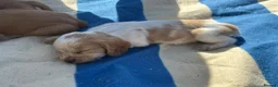 Cocker Spaniel dogs for sale: Working Cocker Spaniels. KC Registered - Advert 7