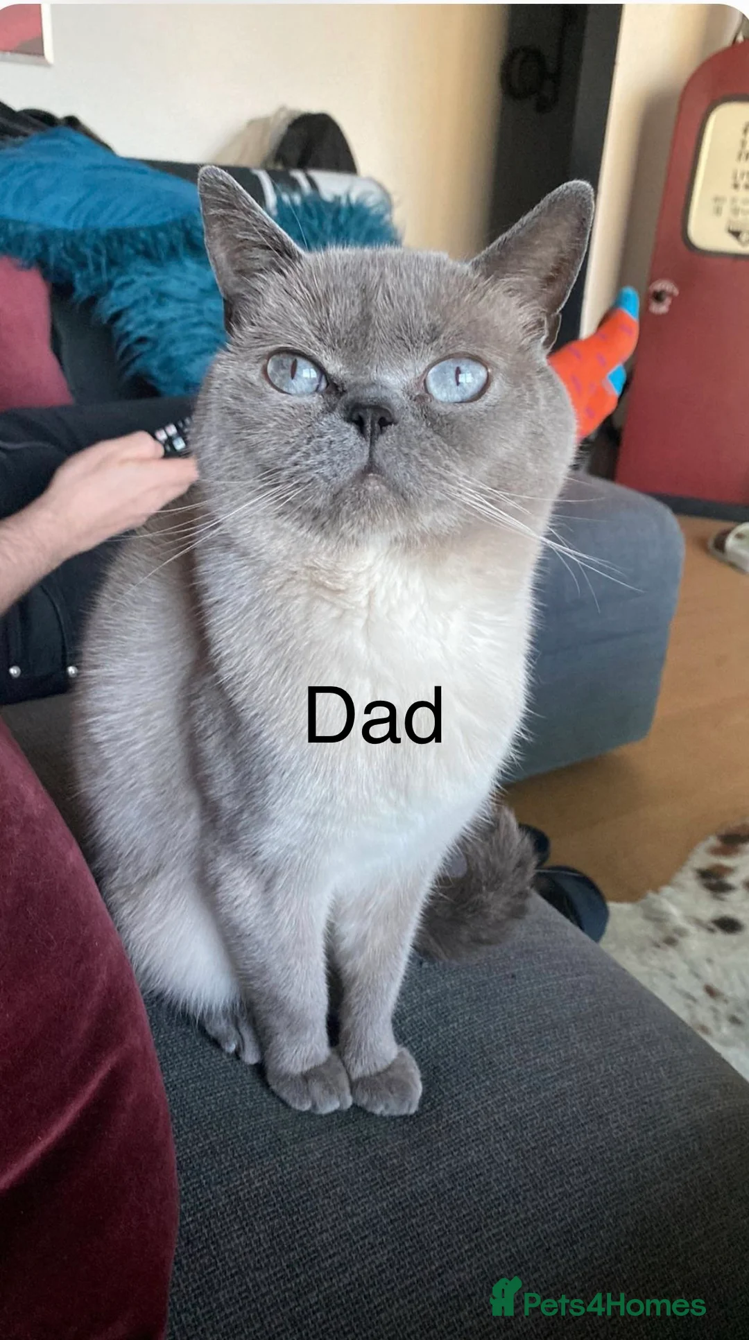 British Shorthair cats for sale: Tabby British shorthair kittens  - Advert 8