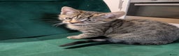 Bengal cats for sale: Bengal x American Maine Coon - Ready To Go!  - Advert 9
