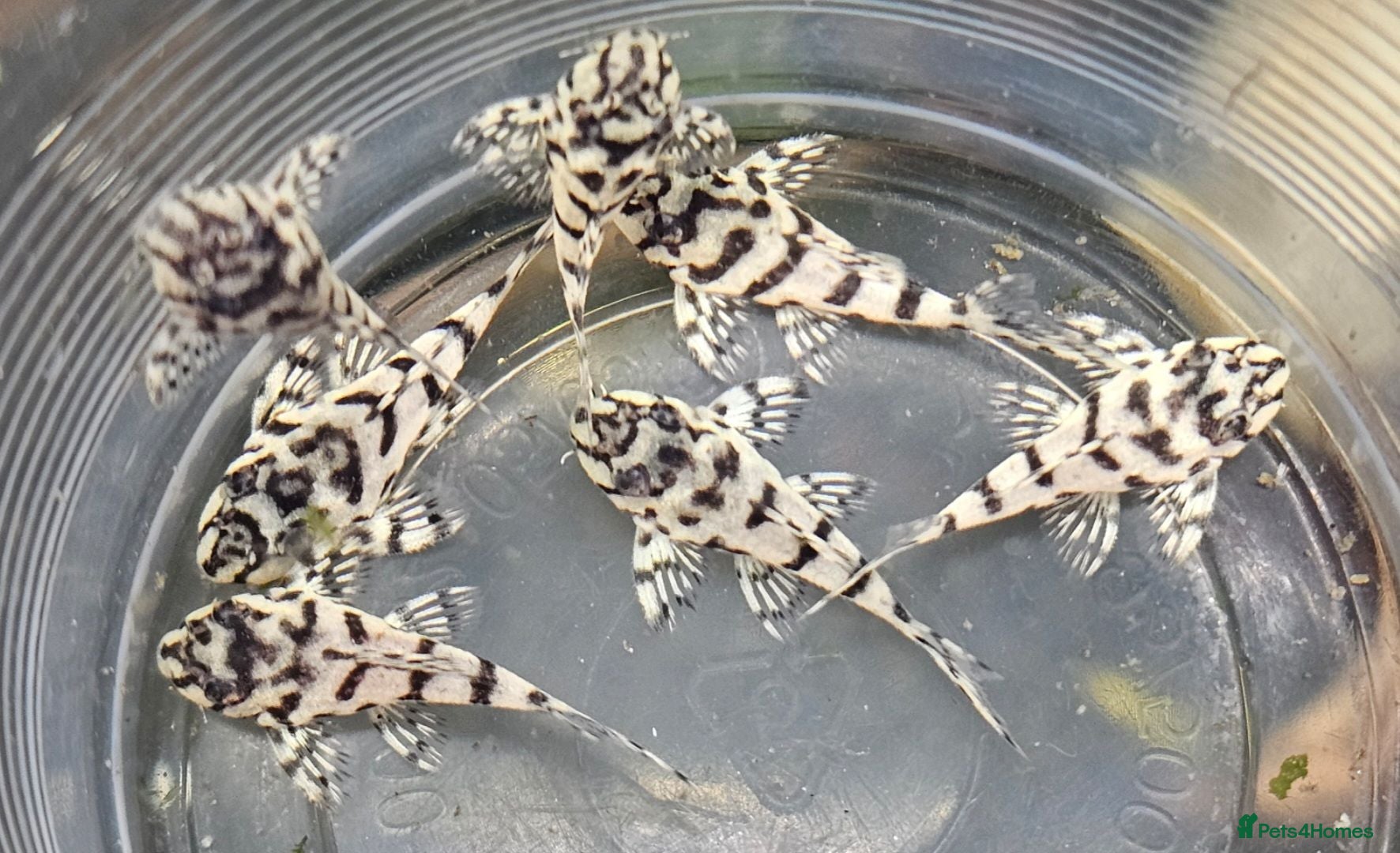 Plecos fish L236 SUPER WHITES & YELLOW HYPANCISTRUS PLECOS - Advert 2