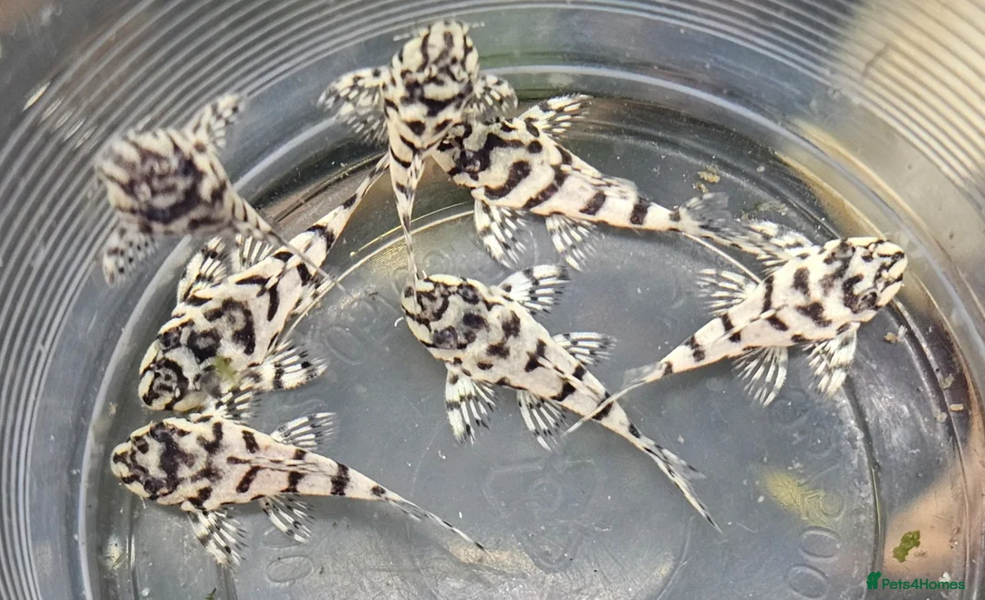 Plecos fish for sale: L236 SUPER WHITES & YELLOW HYPANCISTRUS PLECOS in Oldham - Advert 1