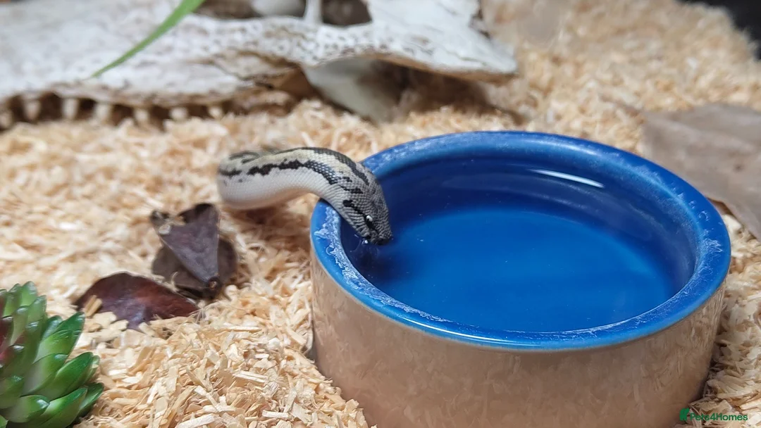 Snake reptiles for sale: Beautiful Male Rough-Scaled Sand Boa in Huntingdon - Advert 2
