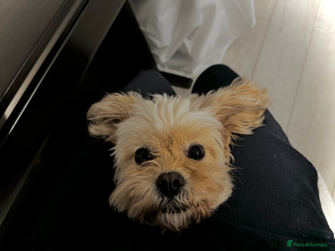Cavapoo dogs for sale: Rehoming Adorable Cavapoo Girl - Image 4
