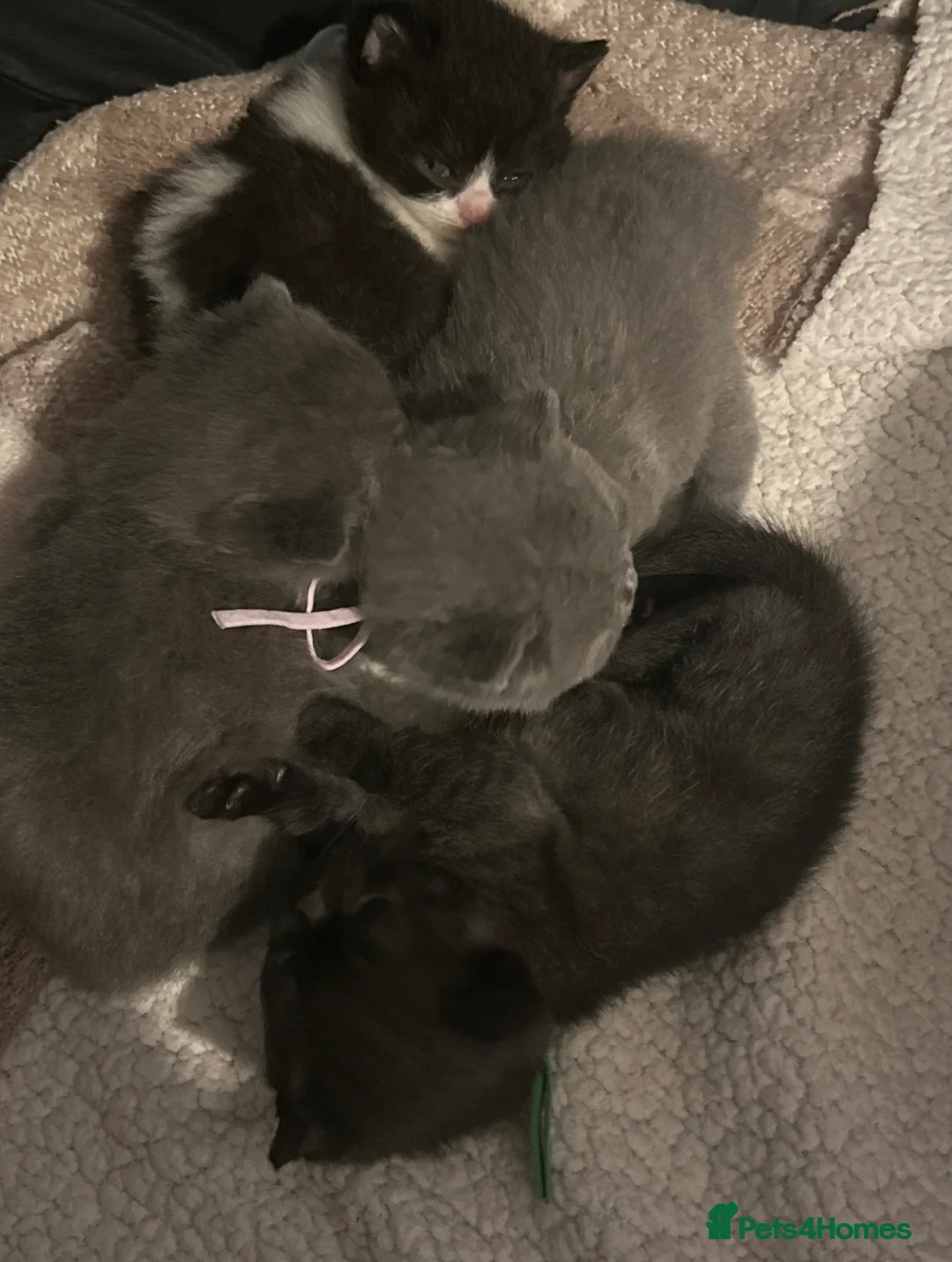 Mixed Breed cats for sale: My new lovely babies 😻looking for new home❤️ - Advert 5