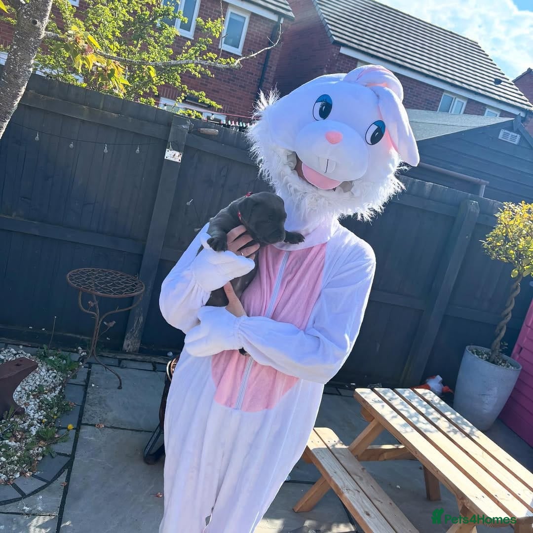 Staffordshire Bull Terrier dogs for sale: staffy puppies - Image 6