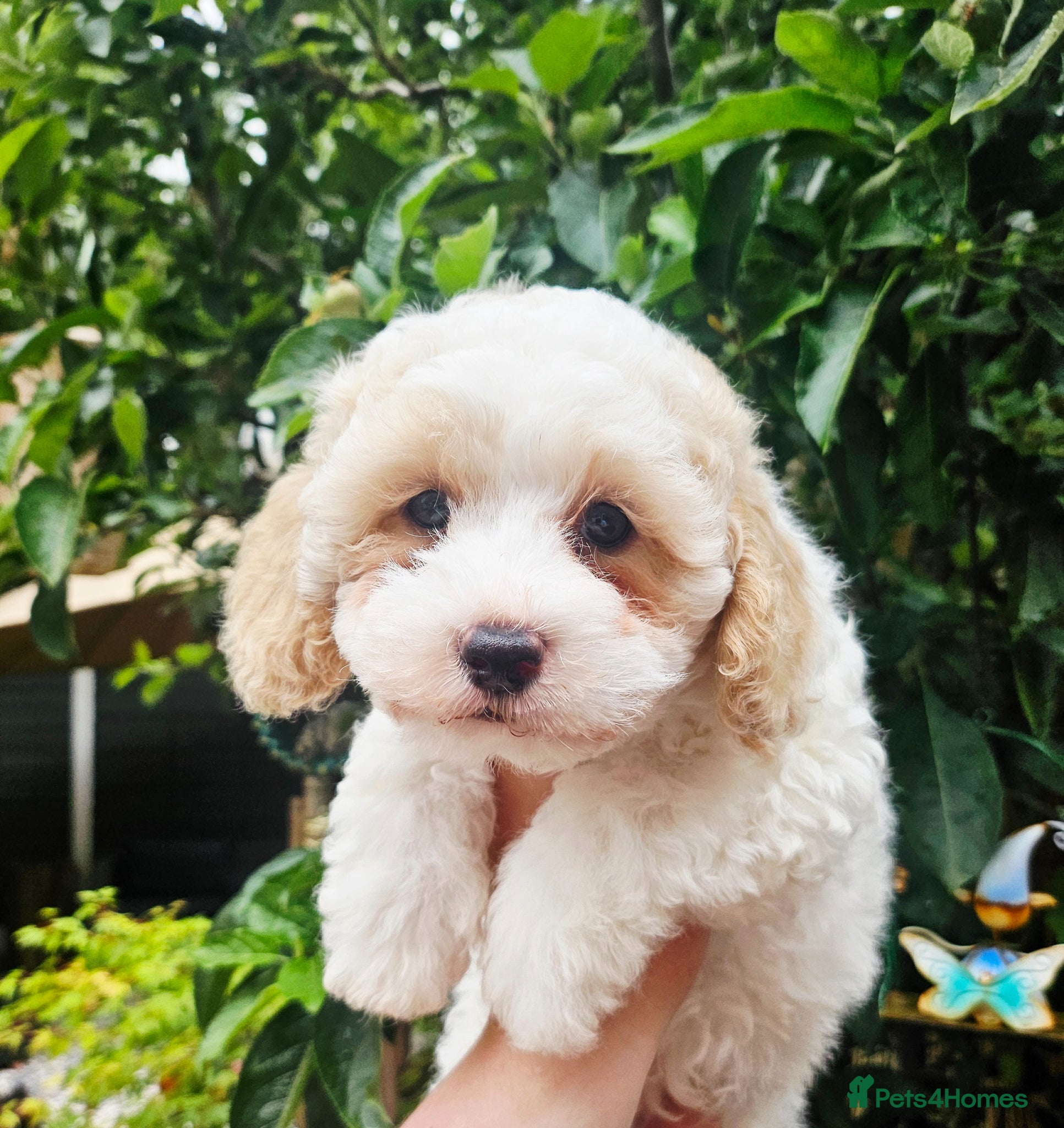 Shihpoo dogs ❤️Beautiful Shihpoos Available❤️🐶 - Advert 2