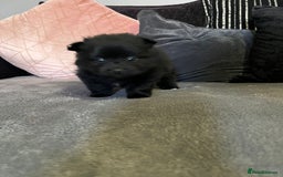 Pomeranian dogs for sale: 😍😍😍 beautiful pom pups 😍😍😍 - Image 10