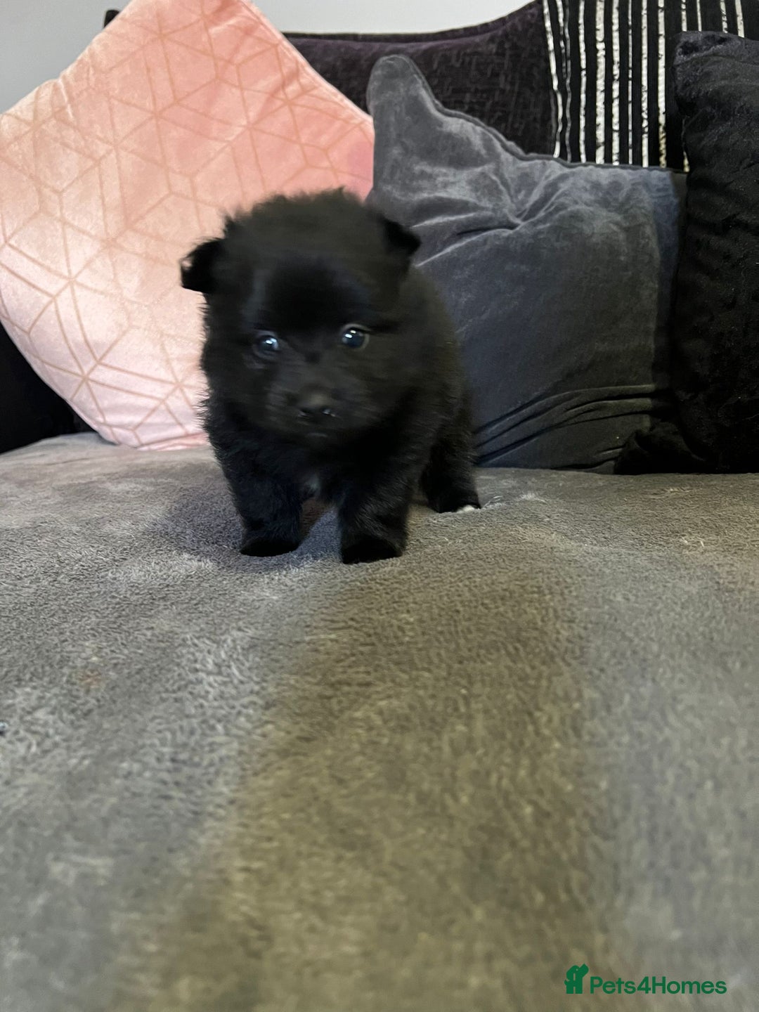 Pomeranian dogs for sale: 😍😍😍 beautiful pom pups 😍😍😍 - Image 10