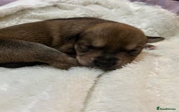 Mixed Breed dogs for sale: Husky staffy cross puppy - Advert 5