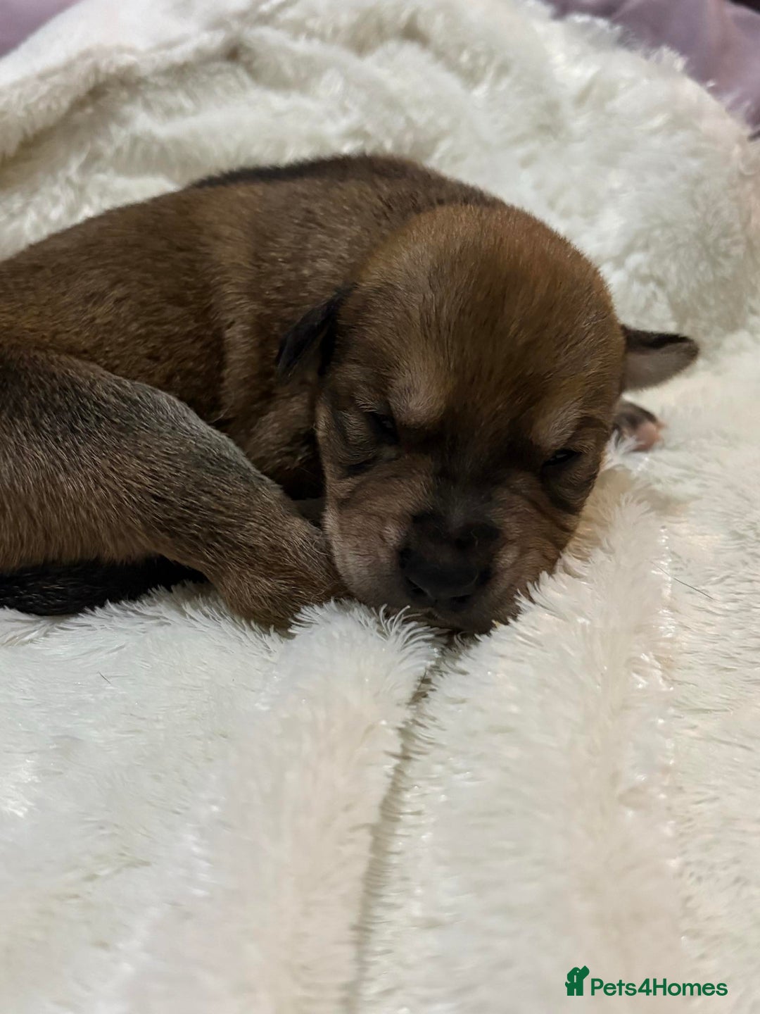 Mixed Breed dogs for sale: Husky staffy cross puppy - Advert 5