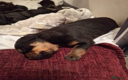 Mixed Breed dogs for sale: Beautiful Black Labrador/Rottweiler puppies - Image 10