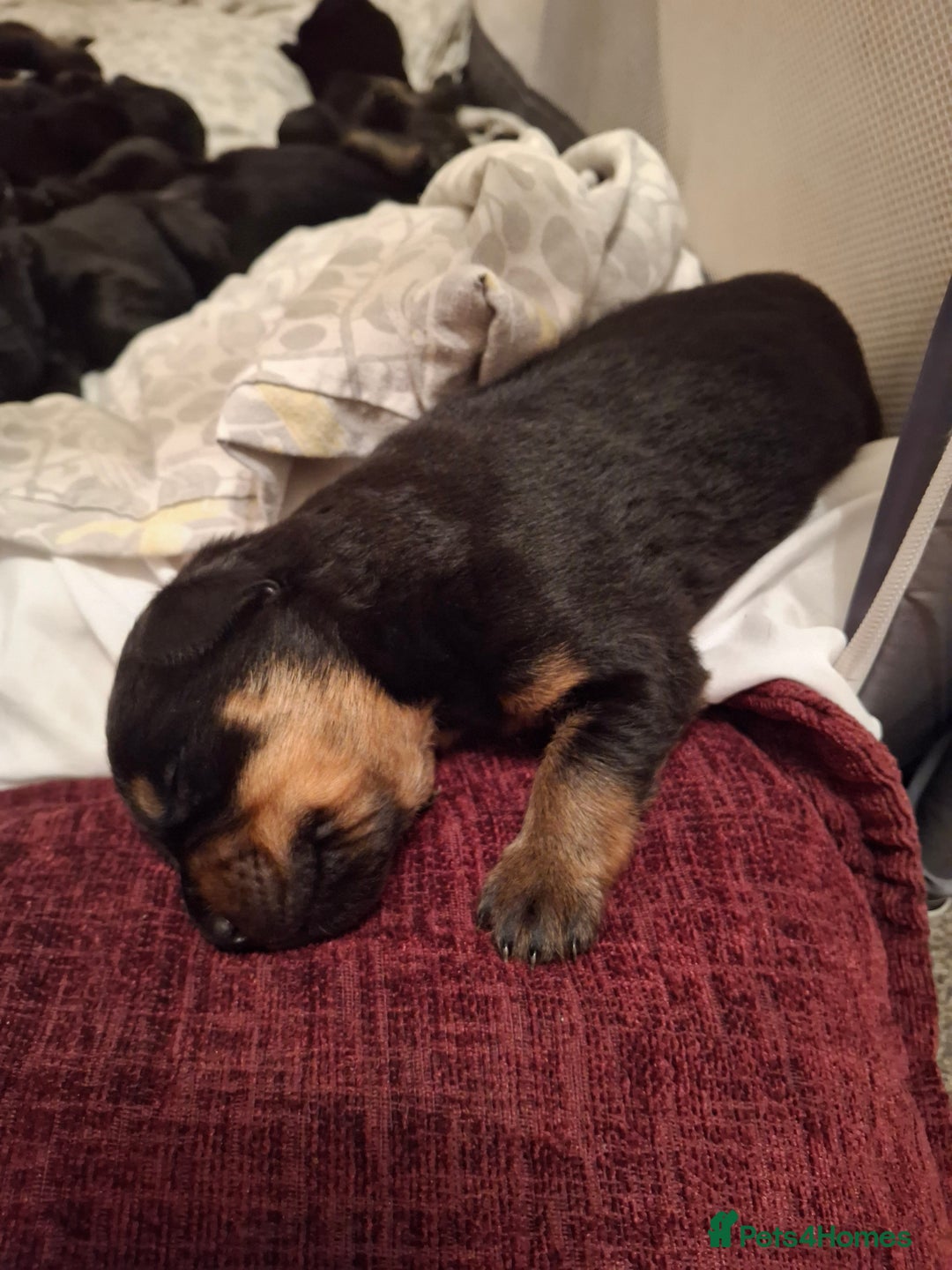Mixed Breed dogs for sale: Beautiful Black Labrador/Rottweiler puppies - Image 10
