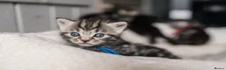 British Shorthair cats for sale: Gorgeous British shorthair tabby litter - Advert 7
