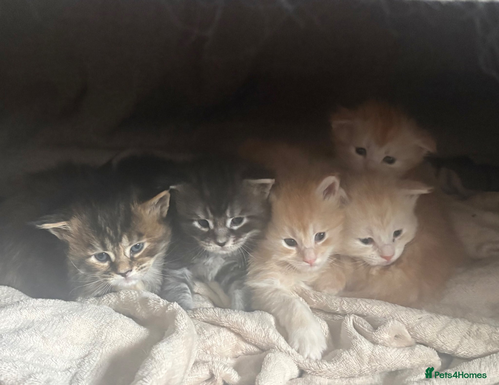 Maine Coon cats Pure mainecoon kittens  - Advert 20