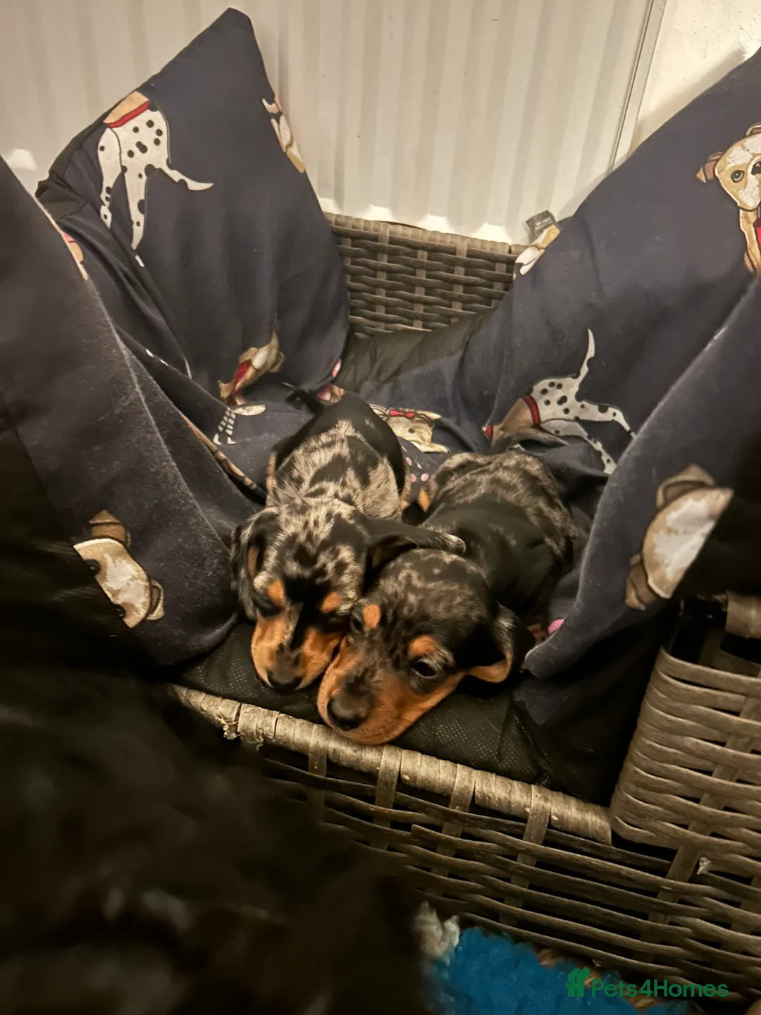 Miniature Dachshund dogs for sale: 2 stunning miniature dachshunds 🔆 - Advert 5