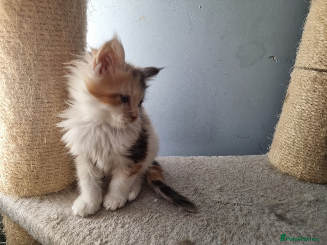 Maine Coon cats for sale: Beautiful Maine Coon kittens  - Image 10