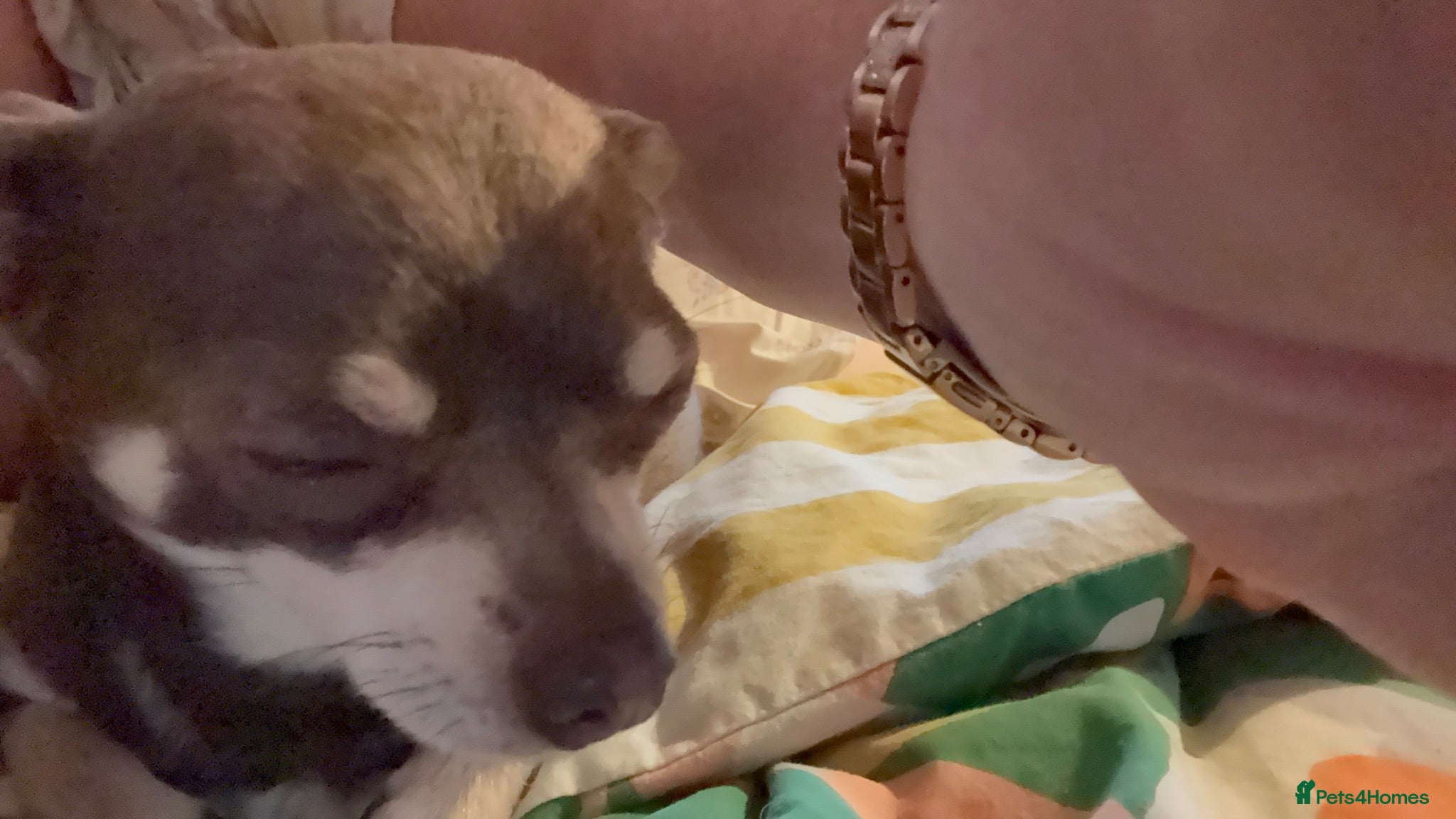 Chihuahua dogs Chihuahua puppies born wed 10th June  - Advert 1