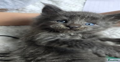 Maine Coon cats - Advert 16