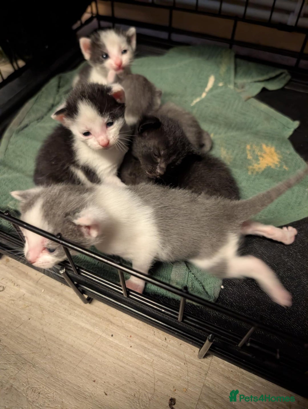 British Shorthair cats for sale: Mixed British Short hair kitten  - Image 1