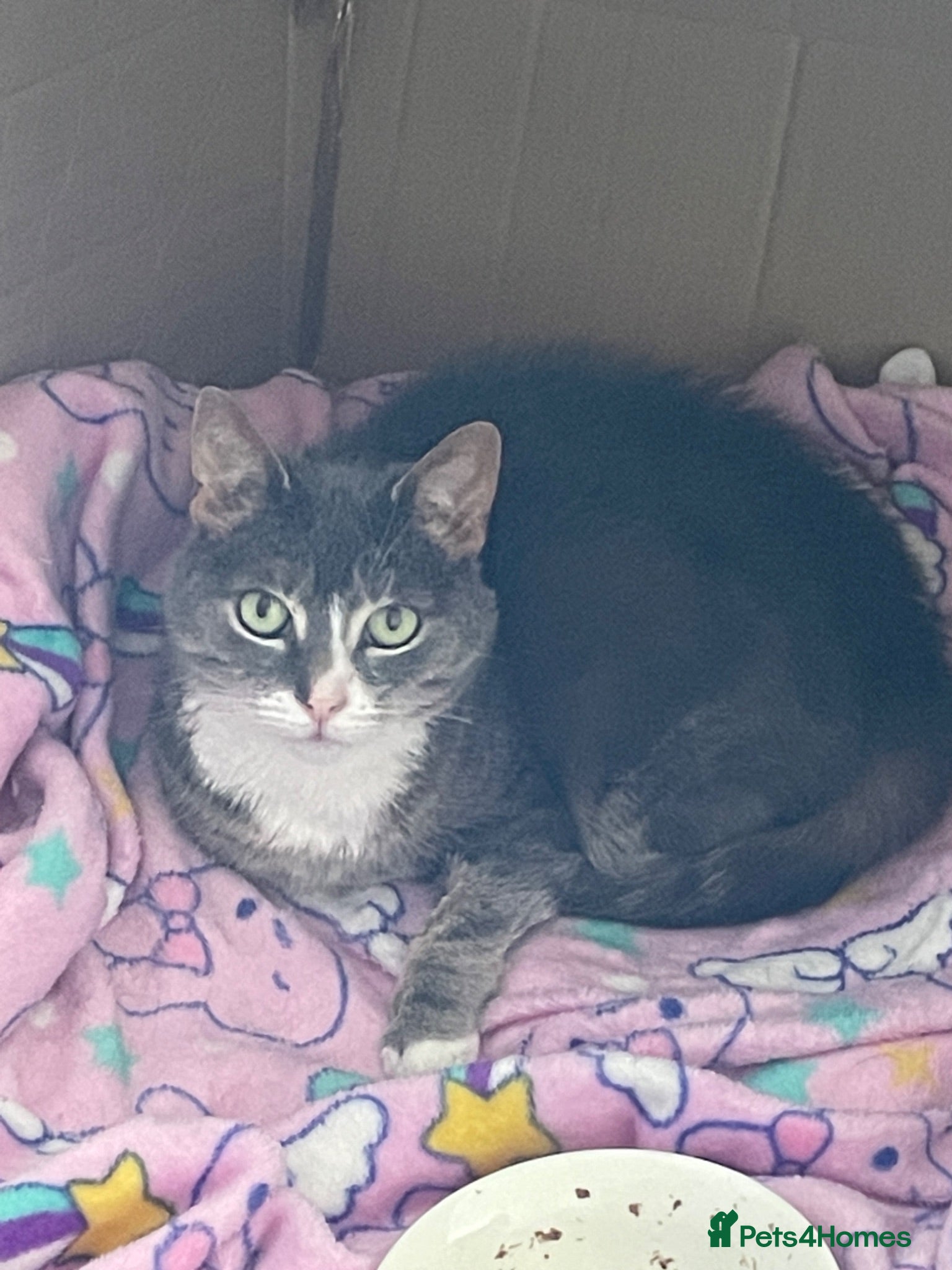 Domestic Shorthair cats Senior female cat looking for loving home - Advert 3