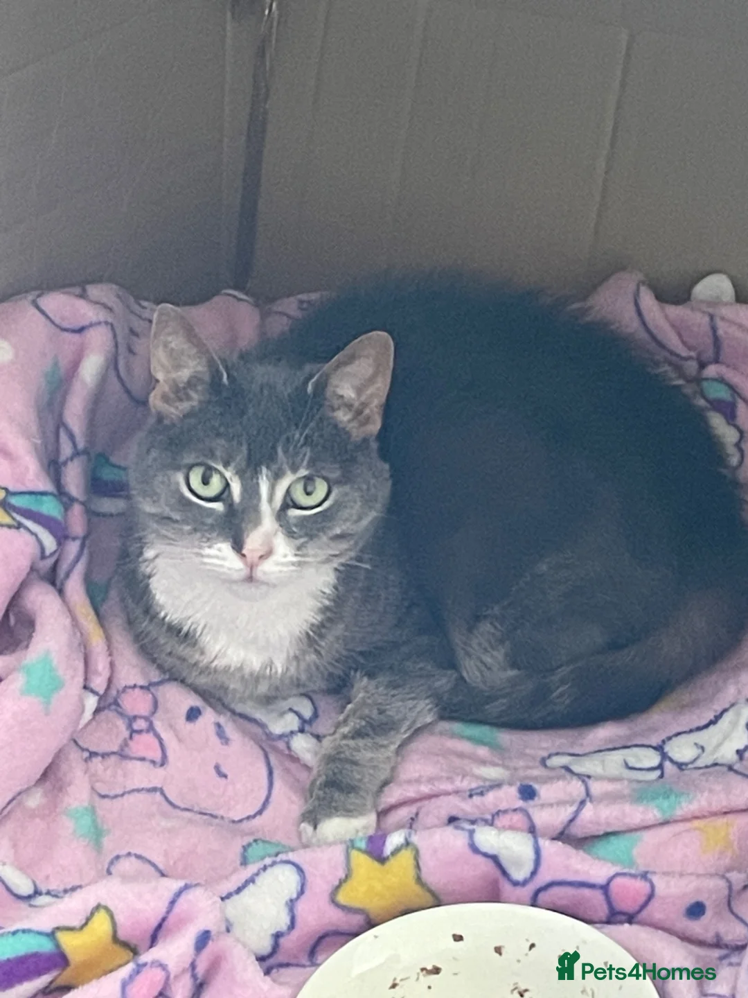 Domestic Shorthair cats for sale: Senior female cat looking for loving home - Advert 1