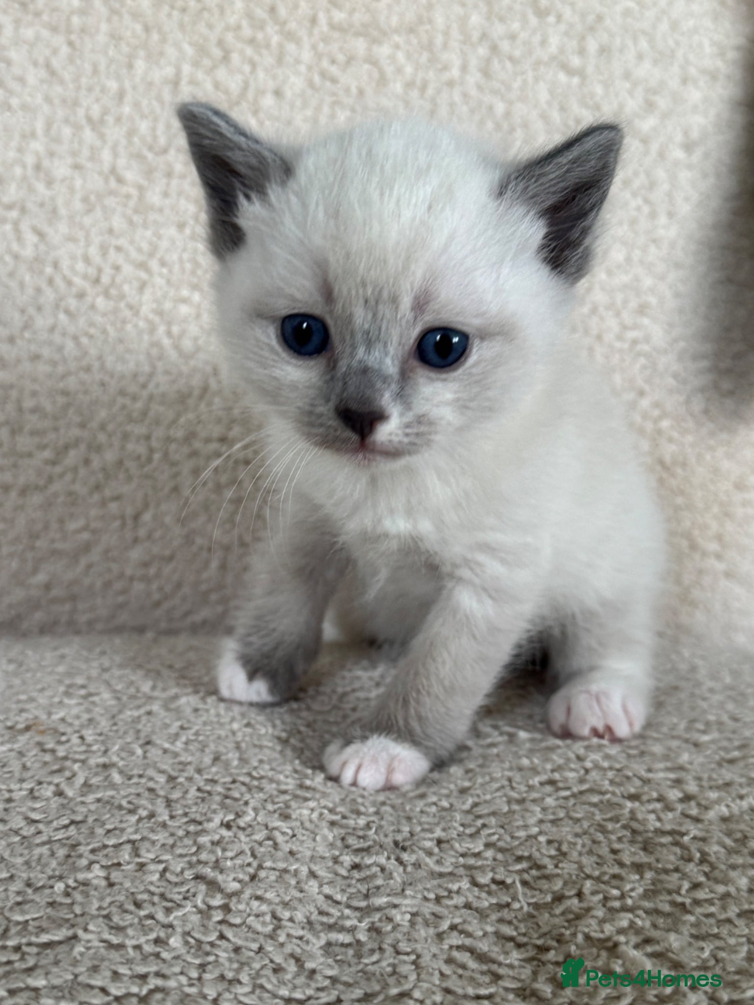 Ragdoll cats Reserved!! Beautiful Tonkinese x Ragdoll Kitten - Advert 14