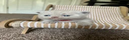 British Shorthair cats for sale: Imperial Grand Champion Parent & Grandparents. - Advert 12