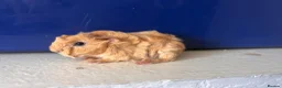 Guinea Pig rodents for sale: Pair of peruvian boars jet black and a full cream - Advert 1