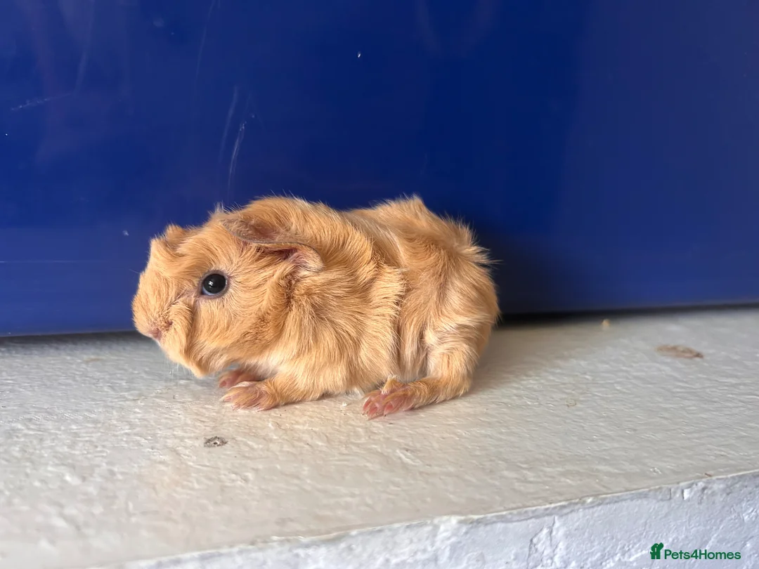 Guinea Pig rodents for sale: Pair of peruvian boars jet black and a full cream - Advert 1