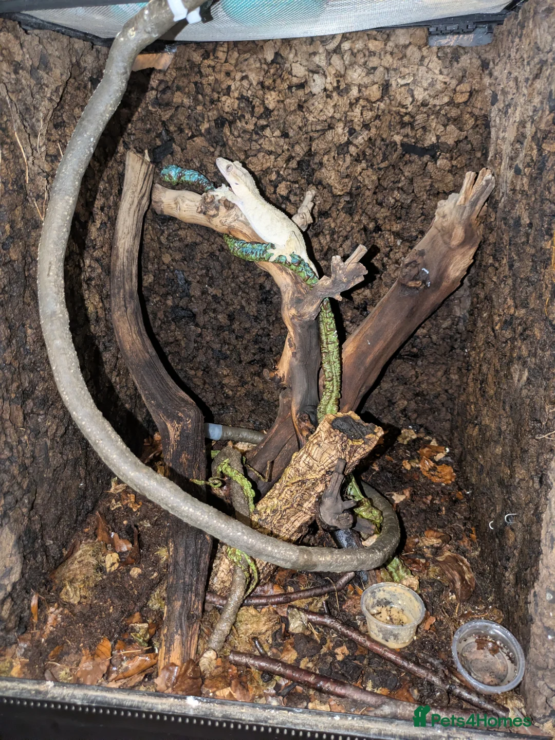 Gecko reptiles for sale: Female Crested Gecko with enclosure.  - Advert 1