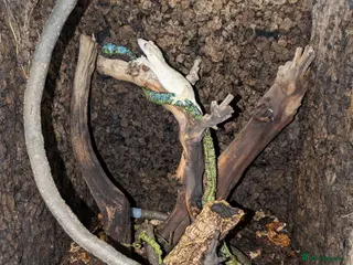 Gecko reptiles Female Crested Gecko with enclosure. - Advert 4