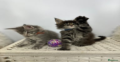 Maine Coon cats - Advert 2