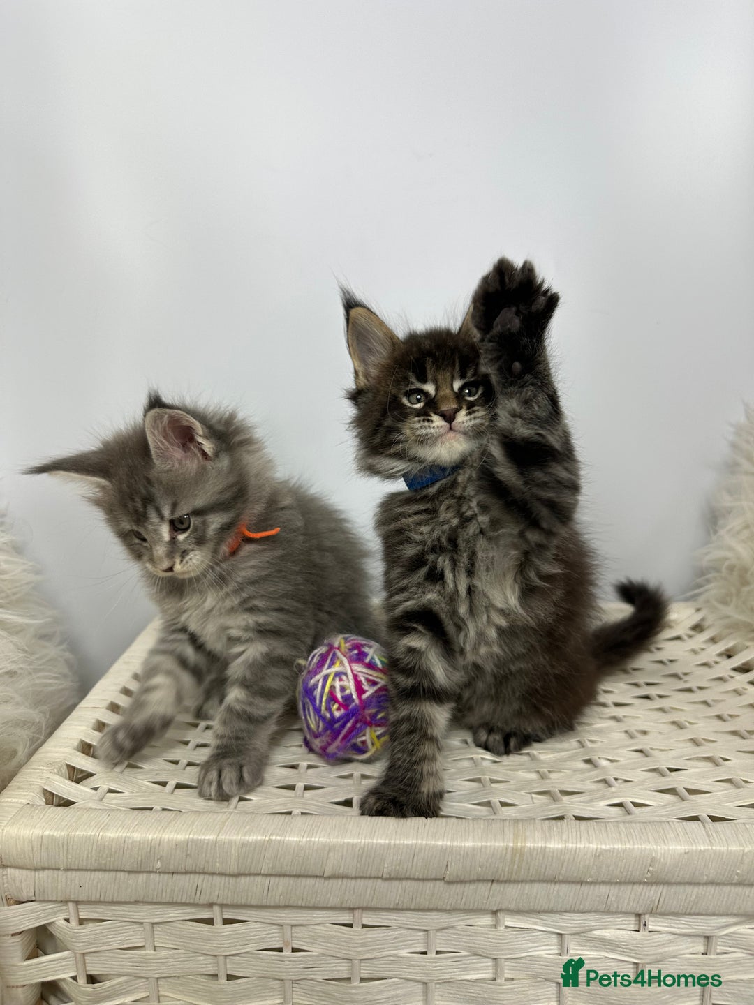 Maine Coon cats for sale: Gorgeous Pure Breed Maine Coon Kittens - Image 13