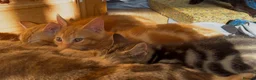 Mixed Breed cats for sale: Bengal/Maine Coon mix • stunning & affectionate  - Advert 3