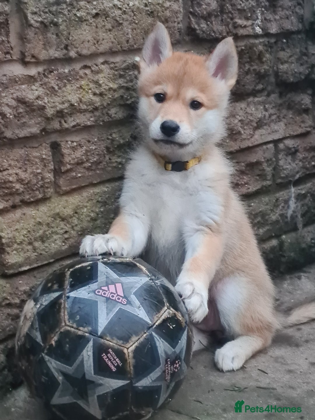 Mixed Breed dogs for sale: Czech Wolfdog × Akita/Malamute Puppies - Advert 3