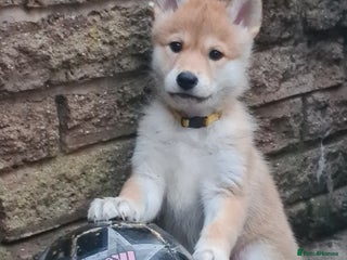 Mixed Breed dogs Czech Wolfdog × Akita/Malamute Puppies - Advert 9